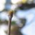 Frühe Fotos - Zürich und Umgebung - Wald - Baldern und Ris